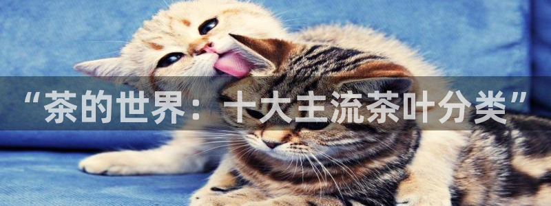如何进入彩名堂官网更新