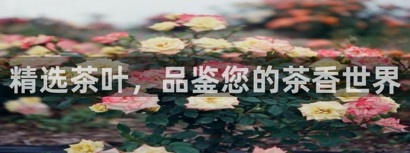 彩名堂官网计划怎么下载到手机