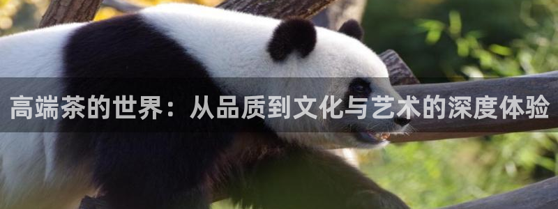 为什么彩名堂今天不能用